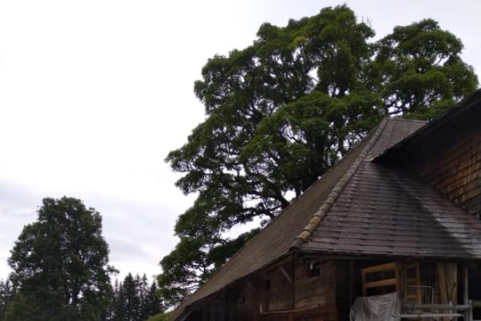 hüsli