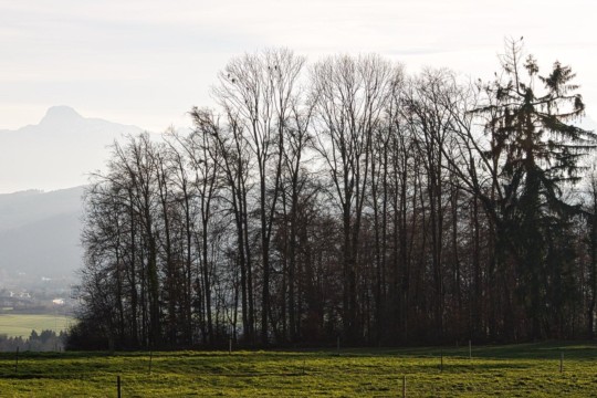 Rotmilane im Baum