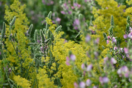 DSC_1885.jpg