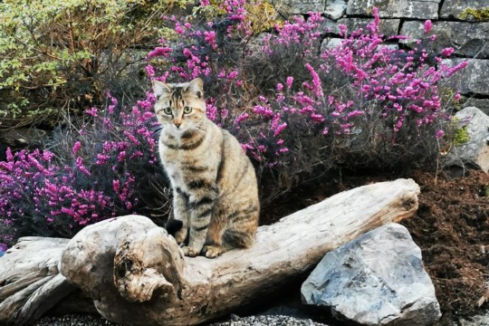 claudia-sch&uuml;pbach