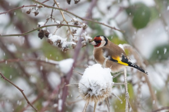 Distelfink auf Karde im Winter