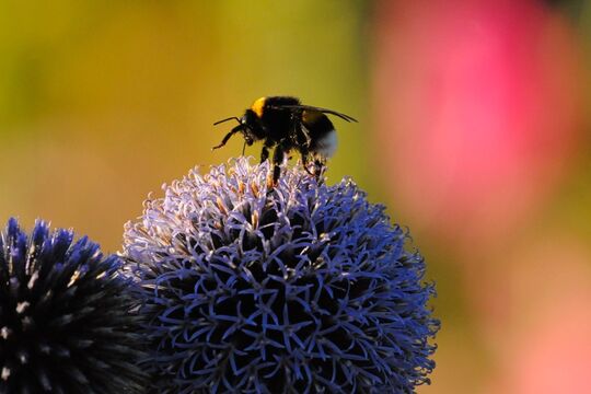 DSC_5355 Blume Biene