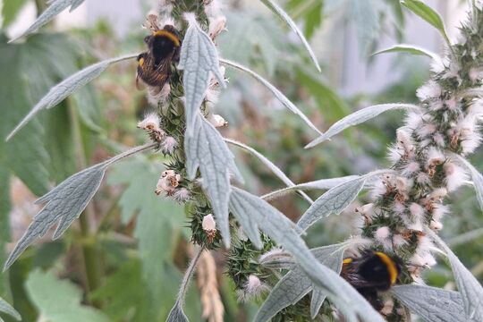 WhatsApp Bild 2025-07-05 um 15.32.25_9bb59d28