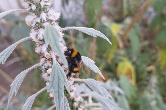 WhatsApp Bild 2025-07-05 um 15.32.25_daa26441