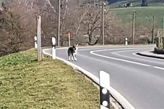 Wolf Strasse