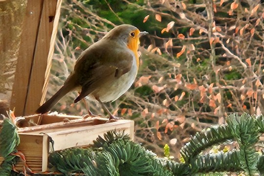 Bild Der Vogel des Jahres