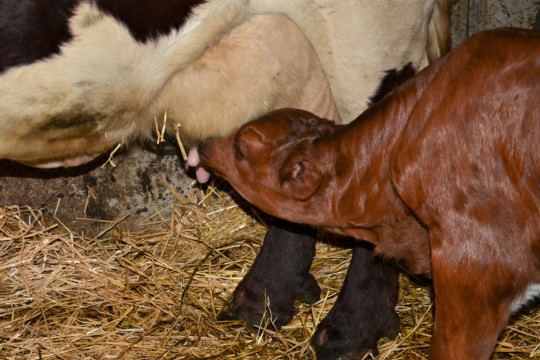 Kalb saugt Milch