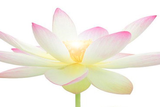 lotusblüte.jpg