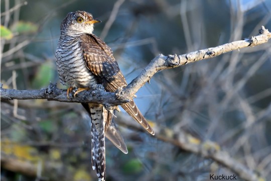 SD5_4118_02__Kuckuck_afph-VogWEB_