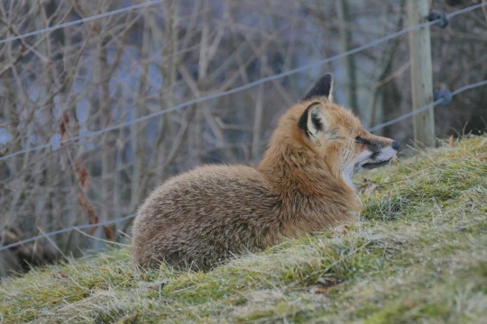 Fuchs schlaeft