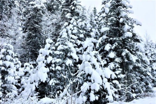 Schnee