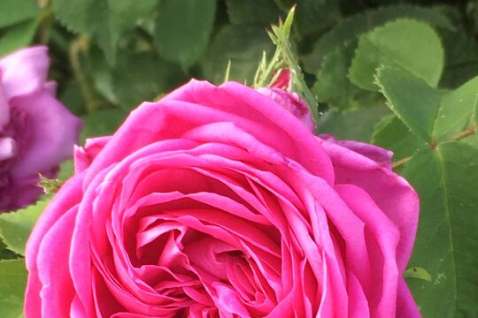 IMG_3951.jpeg