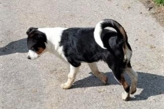 appenzeller