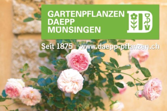 Sujet Rosen Festival_von Eisbrecher.jpg