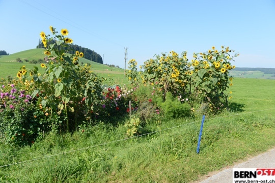 cb972031fe806ff21410843984ee2897.jpg
