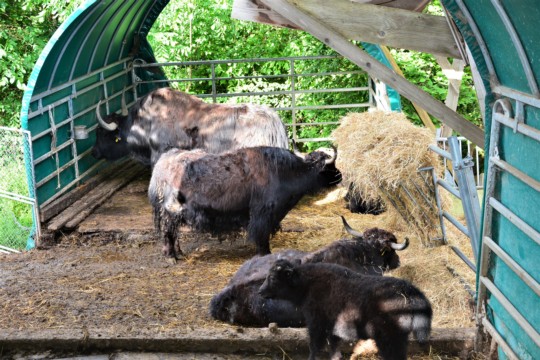 Yak Oberhuenigen