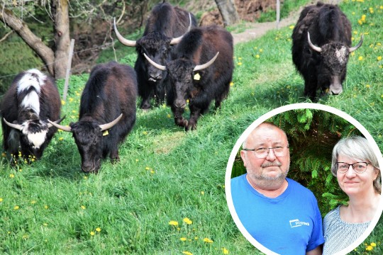 Yak-High-Quality