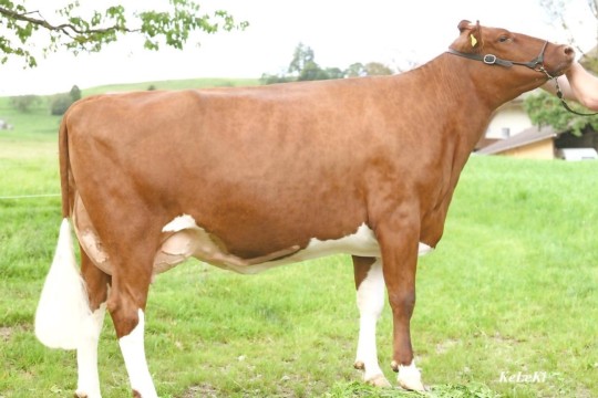 Eviana