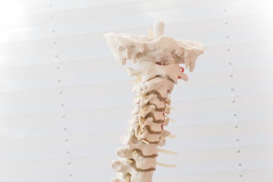 spine-2539697_1920.jpg