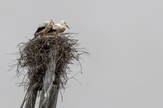Storch_6449