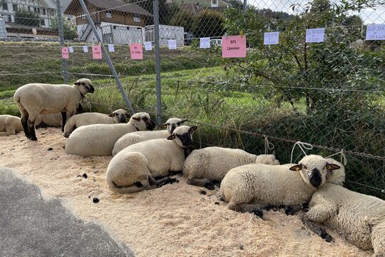 Schafschau Walkringen