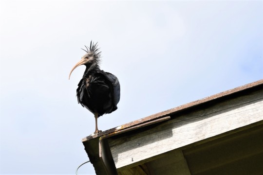 Waldrapp 7