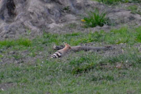 _DSC9729(2)