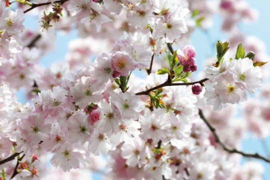 507-dv3_spring_ma.jpg