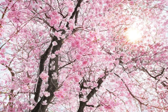 xxl4-046_bloom_m_ma.jpg