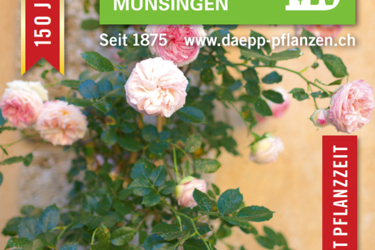 Rosenfestival Flyer Front.png