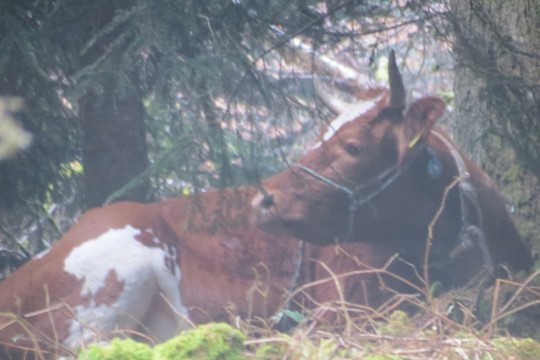 SpAchtli17.4.2019_10bf