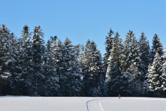 Arnisäge