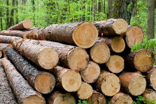 holz-lagerung-wald-AdobeStock_31627701.jpg