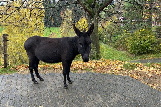 WhatsApp Image 2025-11-13 at 12.54.26(2)