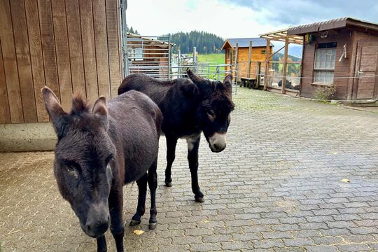 WhatsApp Image 2025-11-13 at 12.54.26(4)