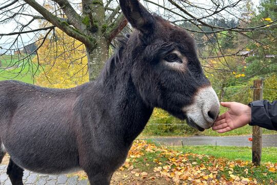 WhatsApp Image 2025-11-13 at 12.54.26(5)