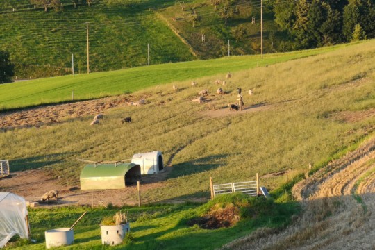 Schweine Enggistein