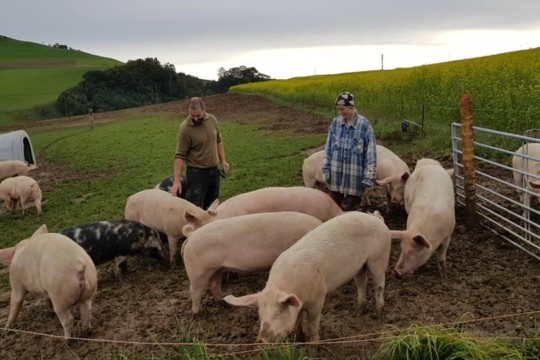 Schweine Enggistein1