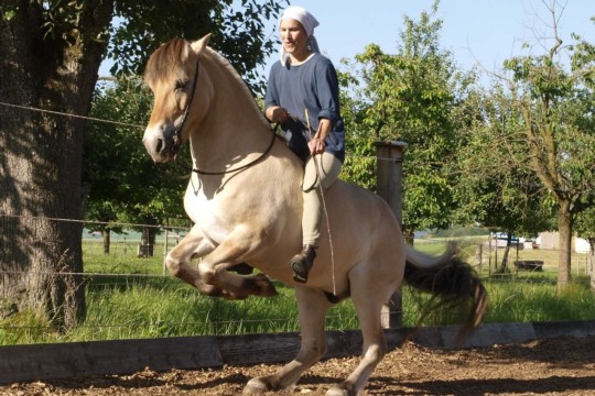 levade ED_50_Ausschnitt.jpg