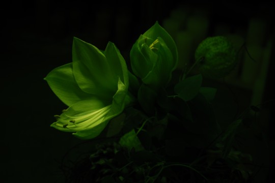 Adventsevent (59)
