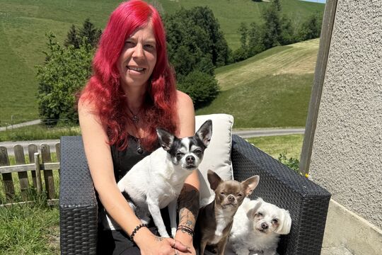 Bild Hier dreht sich alles um kleine Hunde