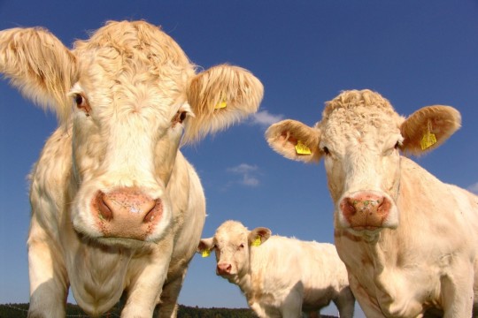 cows-1029077_1280