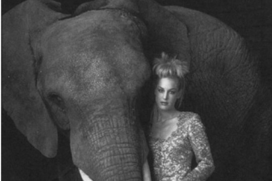 Elefant.jpg