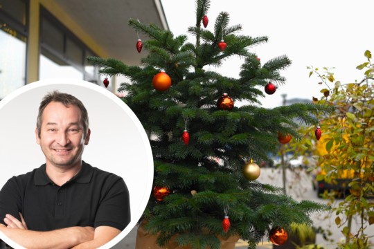 Bild Oberdiessbach Tannenbäume mieten – statt wegwerfen