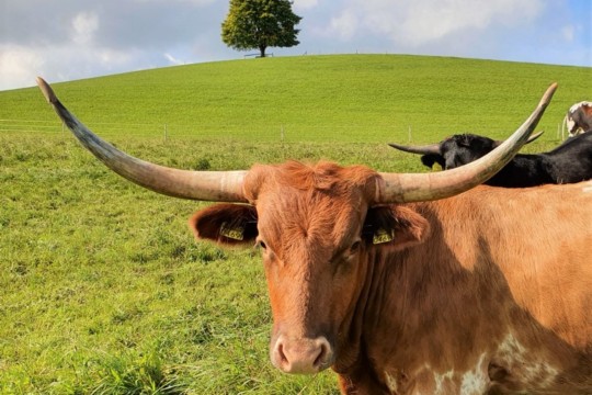 Texas Longhorn Rinder Möschberg3