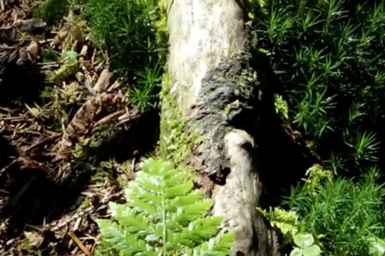 Bild Baum-Vogel.jpg