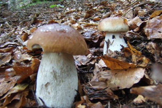 Pilze2007_0418_230332.jpg