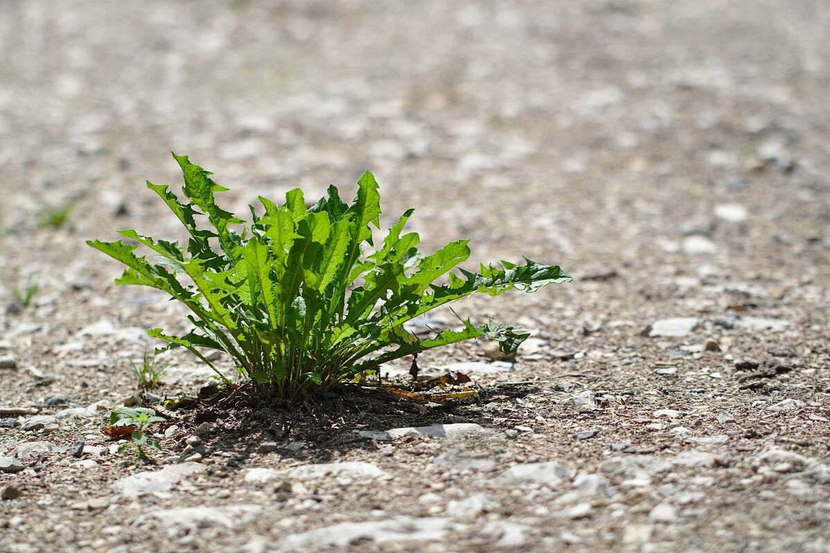 image 989640