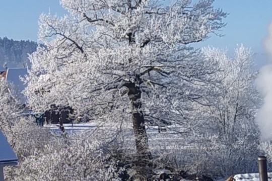 baumniederhunigen