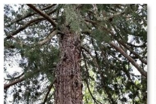 Baum.jpg